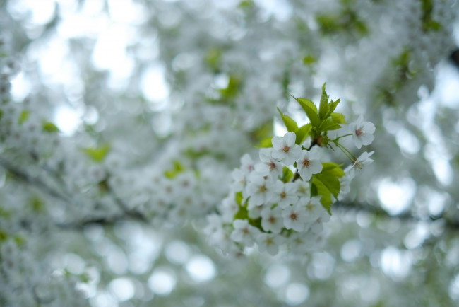 Обои картинки фото цветы, цветущие деревья ,  кустарники, листья, ветки, дерево