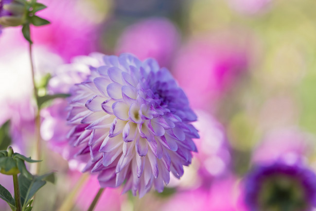 Обои картинки фото цветы, георгины, цветок, георгин