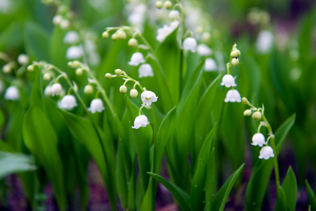 Обои картинки фото цветы, ландыши, ландыш