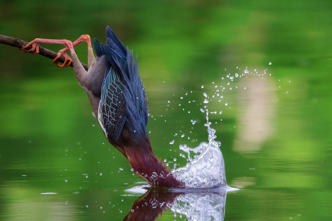 Обои картинки фото животные, птицы, американская, зелёная, кваква, вода, брызги, рыбалка, погружение
