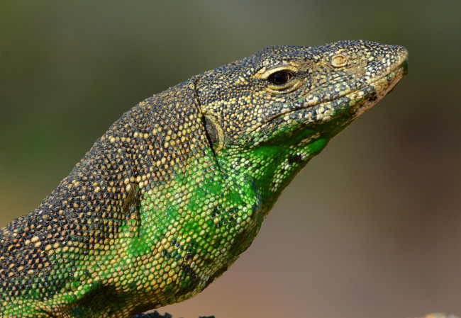 Обои картинки фото животные, Ящерицы,  игуаны,  вараны, голова, варан