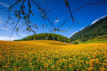 Картинка природа луга трава поле лес цветы