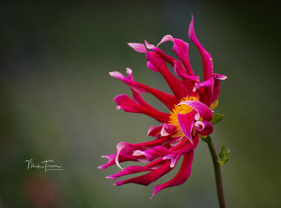 Картинка цветы георгины цветок природа фон