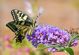 Картинка животные бабочки +мотыльки +моли бабочка