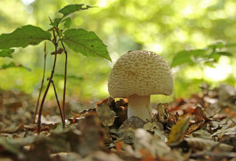 Картинка природа грибы гриб лес листья