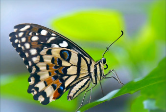 Картинка животные бабочки +мотыльки +моли бабочка