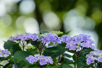 Картинка цветы гортензия цветение дача красота лето природа