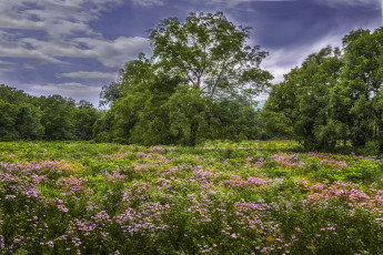 Картинка природа луга простор