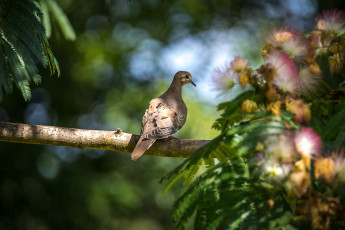 Картинка животные голуби птица окрас перья
