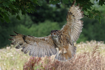 Картинка животные совы птица окрас перья сова