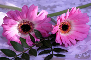 Картинка цветы герберы листья лепестки цветение гербера