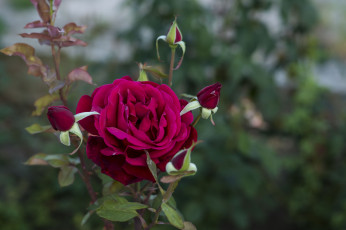 Картинка цветы розы бутон blossoms лепестки роза leaves petals bud rose листья цветение