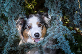 Картинка животные собаки порода шерсть окрас собака животное