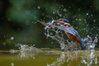 Картинка животные зимородки зимородок птица полет капли вода