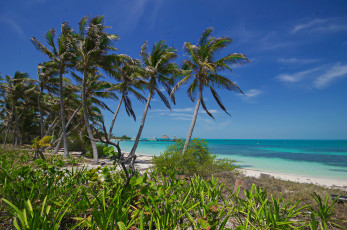 Картинка природа тропики простор