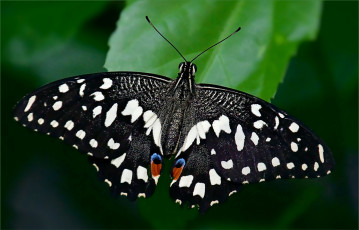 Картинка животные бабочки +мотыльки +моли бабочка