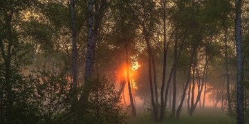 Картинка природа лес простор