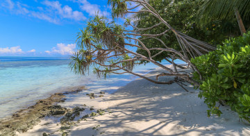 Картинка природа тропики простор