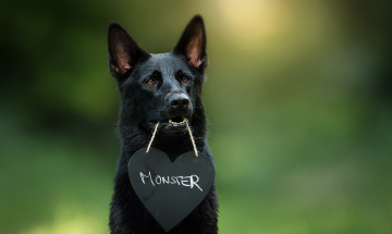 Картинка животные собаки собака друг взгляд