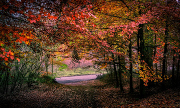 Картинка природа лес простор