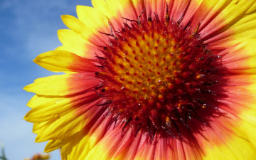 обоя цветы, гайлардии,  гелениумы, hana, summer, flower