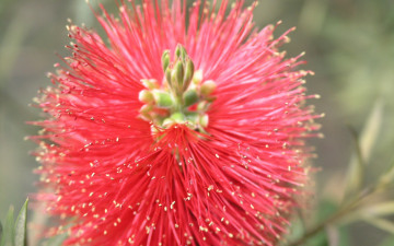 обоя цветы, каллистемон, brush, flower