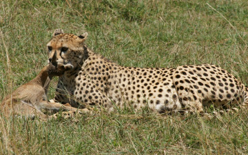 Картинка животные гепарды обед