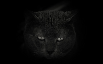 Картинка животные коты черный фон