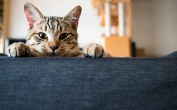 Картинка животные коты фон взгляд кошка