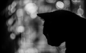 Картинка животные коты силуэт