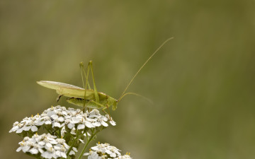 Картинка животные кузнечики +саранча цветок природа кузнечик