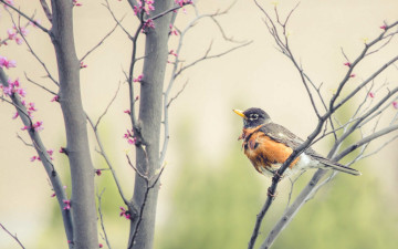 Картинка животные птицы птица ветки бутоны цветы деревья