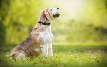 Картинка животные собаки бигль собака природа лето