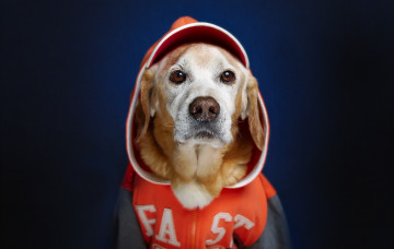 Картинка животные собаки собака взгляд друг