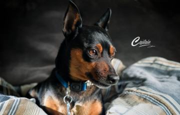 Картинка животные собаки взгляд друг собака