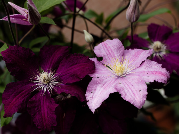 Обои картинки фото цветы, клематис , ломонос, цветение, клематис, лепестки