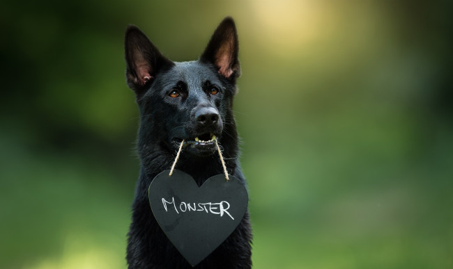 Обои картинки фото животные, собаки, собака, друг, взгляд