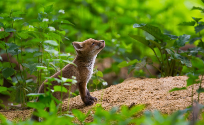 Обои картинки фото животные, лисы, лисёнок