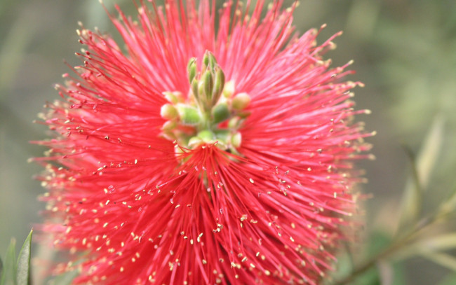 Обои картинки фото цветы, каллистемон, brush, flower