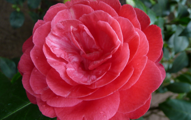 Обои картинки фото цветы, камелии, camelia, ho4hoj