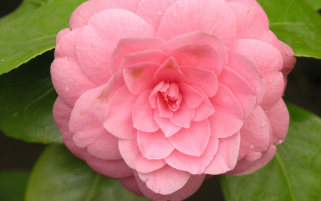 Обои картинки фото цветы, камелии, pink, camelia, flower