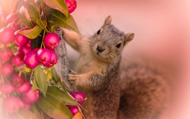Обои картинки фото животные, белки, ягоды