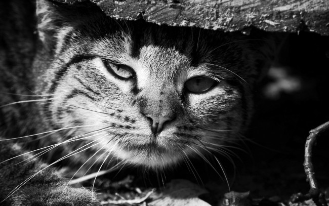 Обои картинки фото животные, коты, черно-белое, фото