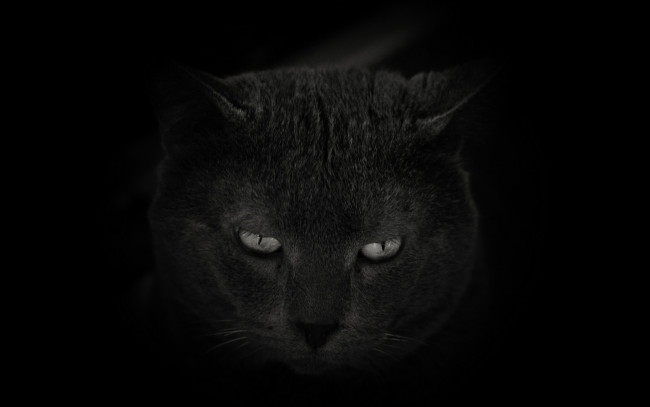 Обои картинки фото животные, коты, черный, фон