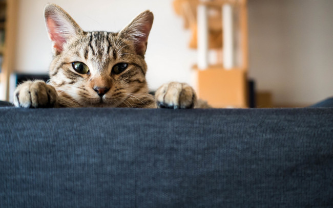 Обои картинки фото животные, коты, фон, взгляд, кошка