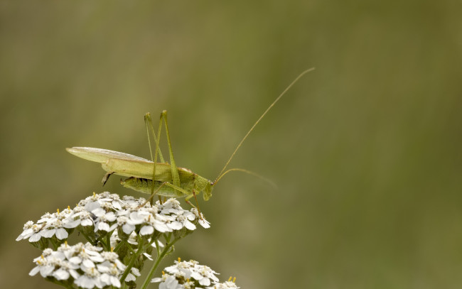 Обои картинки фото животные, кузнечики,  саранча, цветок, природа, кузнечик