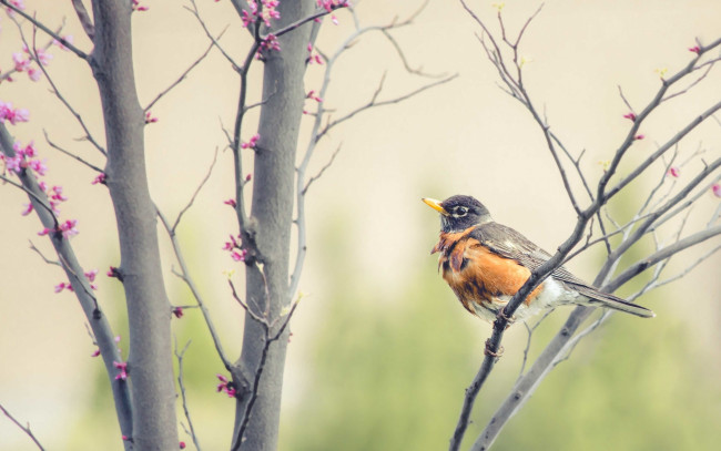 Обои картинки фото животные, птицы, птица, ветки, бутоны, цветы, деревья