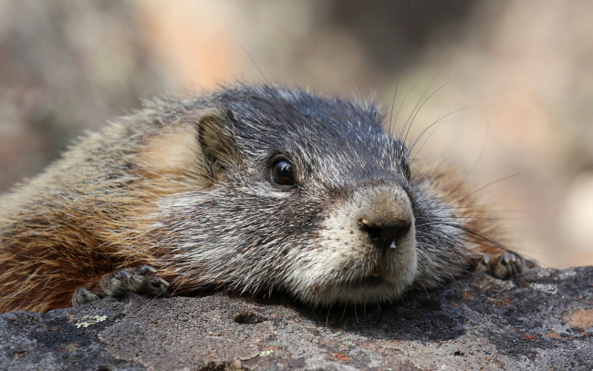 Обои картинки фото животные, суслики,  сурки, макро, сурок, фон