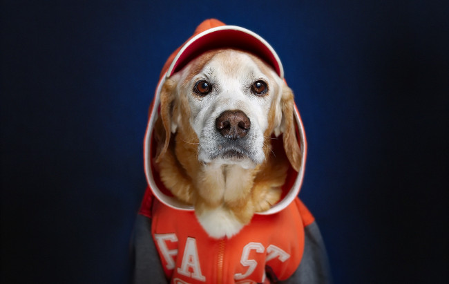 Обои картинки фото животные, собаки, собака, взгляд, друг