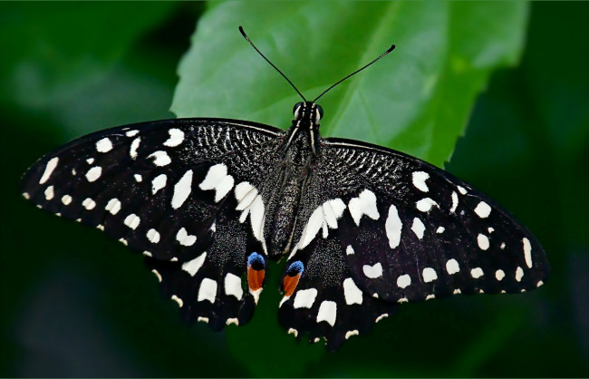 Обои картинки фото животные, бабочки,  мотыльки,  моли, бабочка